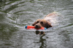 Chuckit Amphibious Bumper
