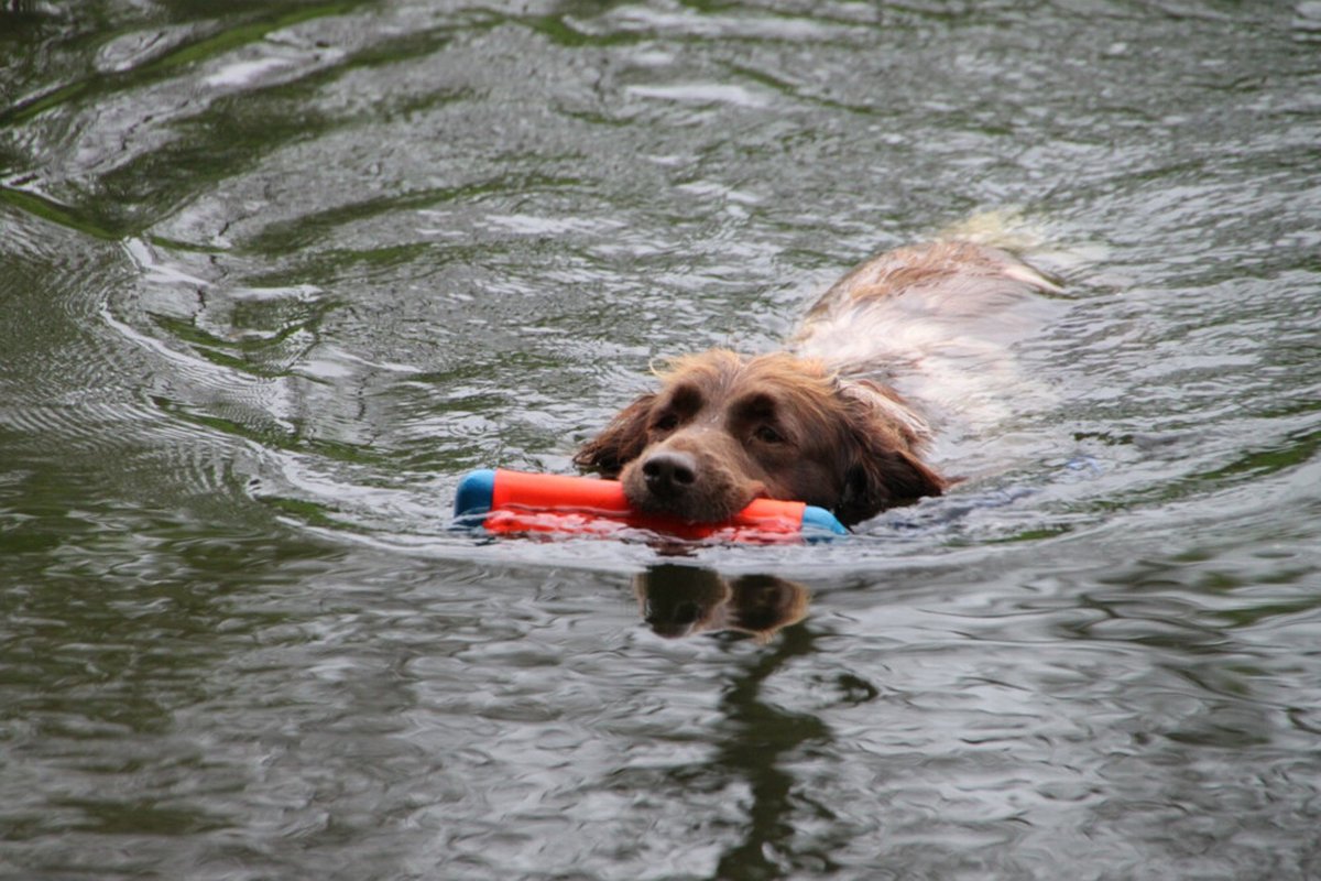 Chuckit Amphibious Bumper