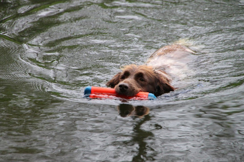 Chuckit Amphibious Bumper