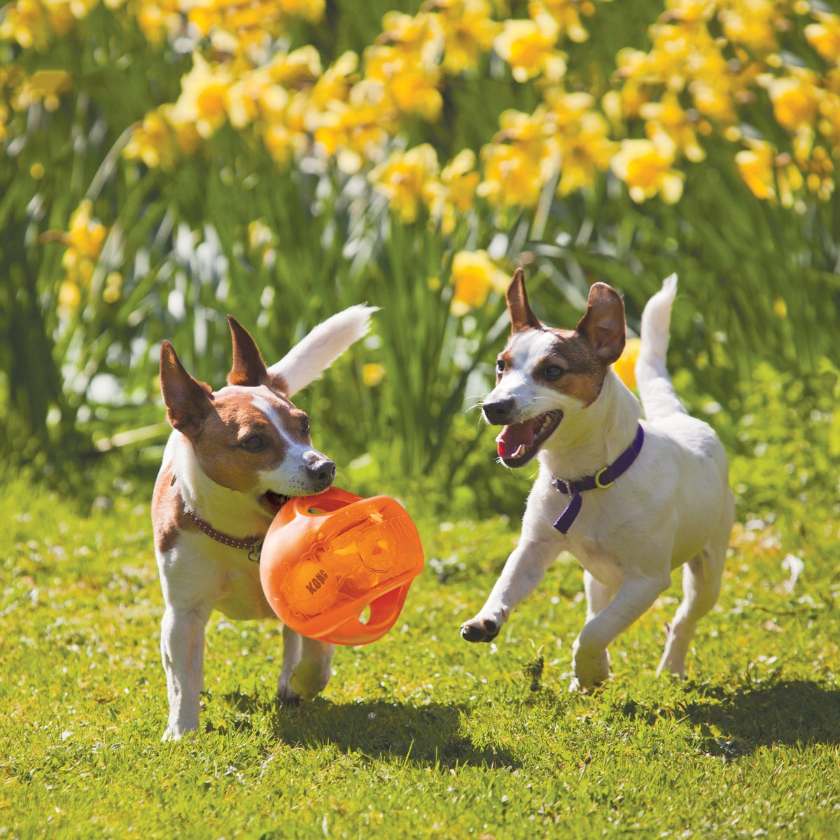 Kong hond Jumbler bal