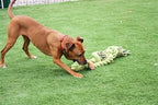 Happy Pet King Size Tug Flostouw Assorti 101 cm