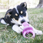 Kong Puppy Binkie Assorti
