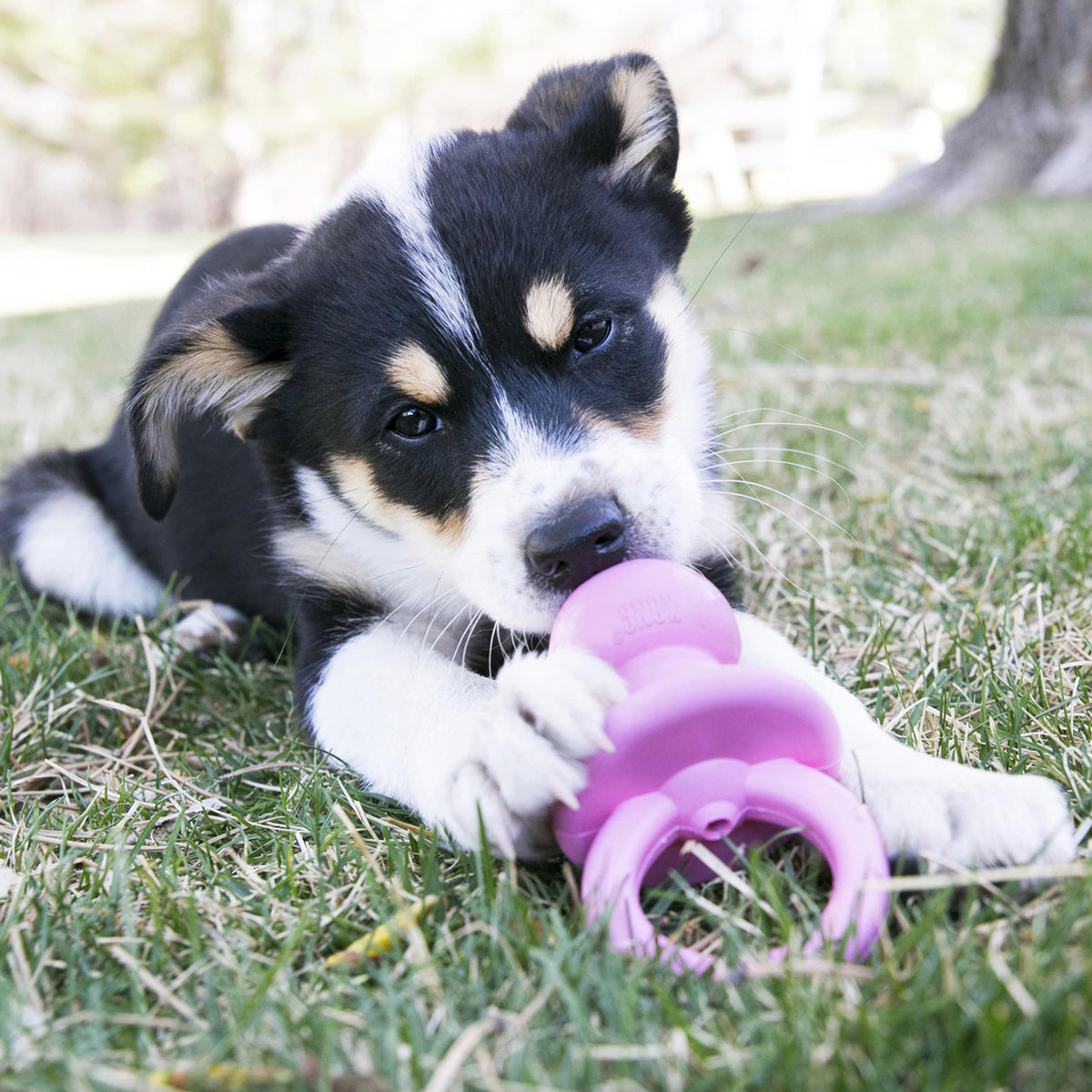 Kong Puppy Binkie Assorti