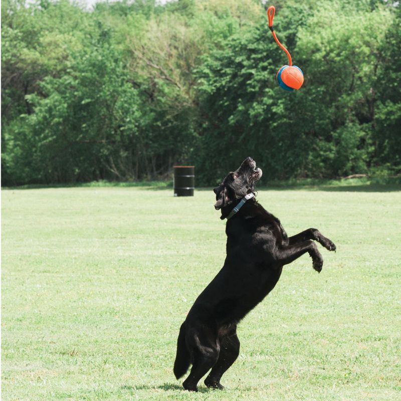 Chuckit Rope Fetch