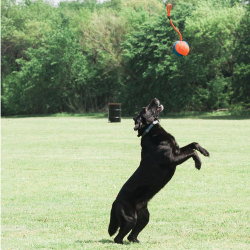 Chuckit Rope Fetch