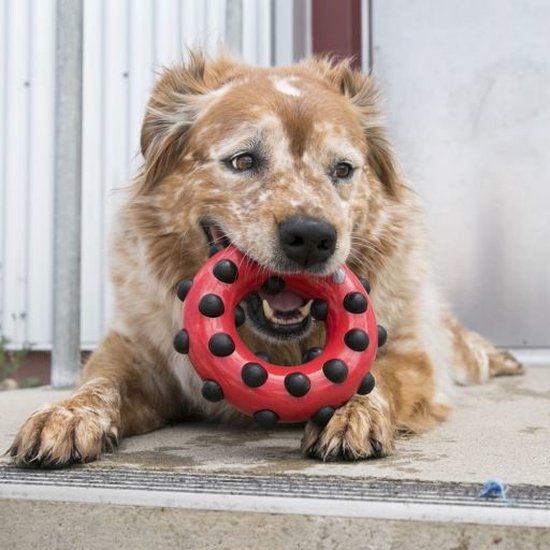 KONG Dotz Cirkel