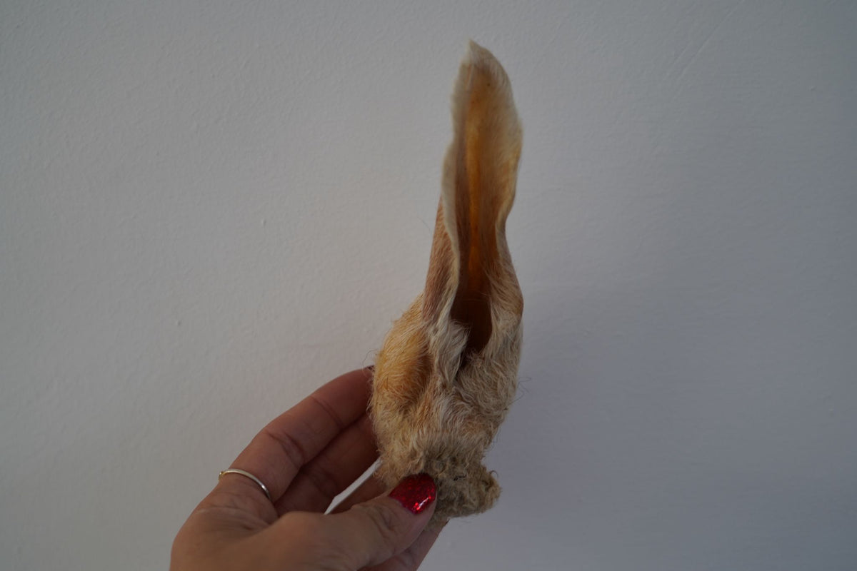 Lamsoren met haar