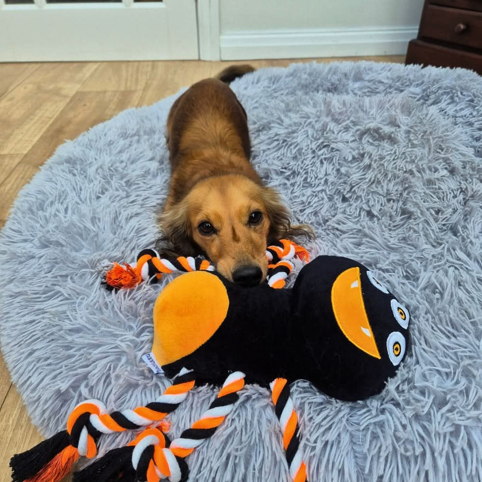 Happypet Halloween Spider Rope