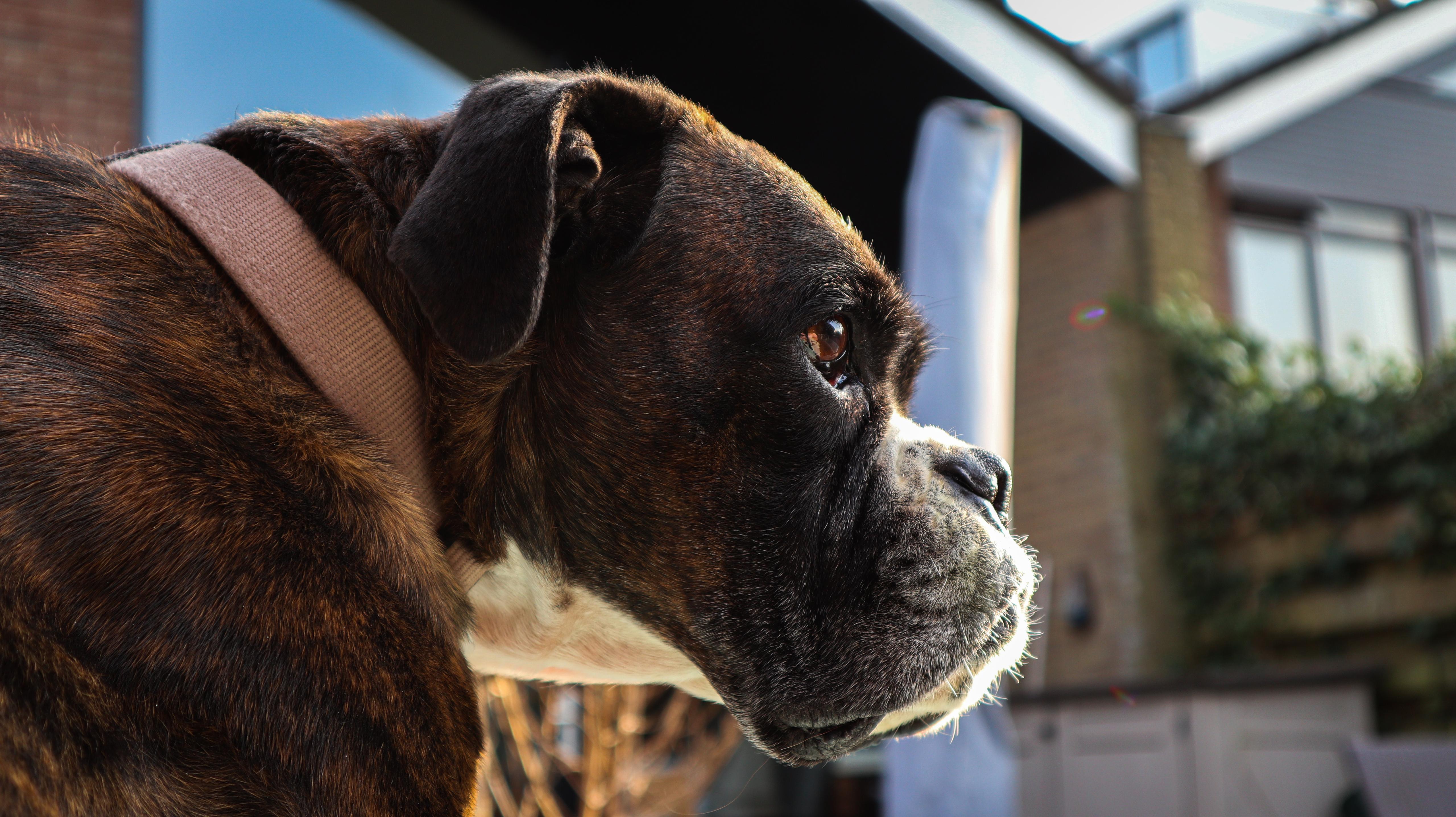 De hond van Merel